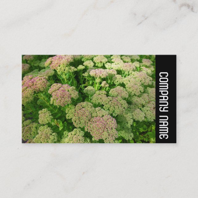 Carte De Visite Side Band - Sedum "Autumn Joy" (Devant)