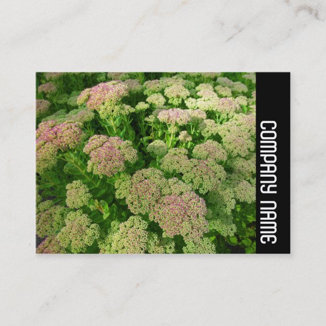 Carte De Visite Side Band - Sedum "Autumn Joy" (Devant)