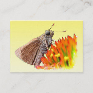 Carte De Visite Skipper sur Echinacea ATC