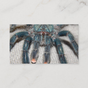 Carte De Visite tarantule bleue