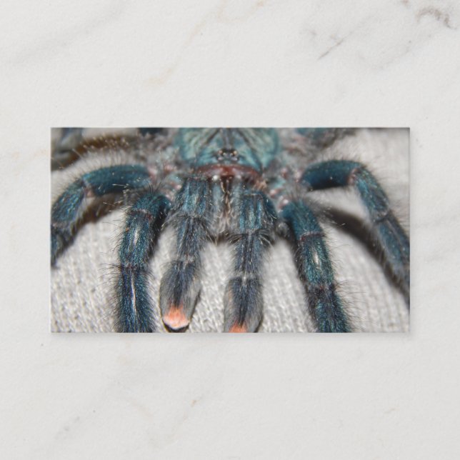 Carte De Visite tarantule bleue (Devant)