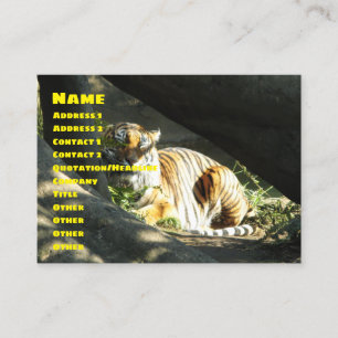 Carte De Visite Tiger Catnap