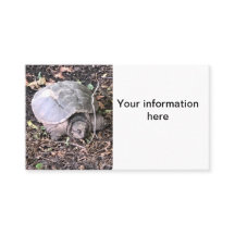 Tortue