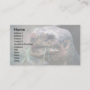 Carte De Visite Tortue des Galapagos, îles Galapagos