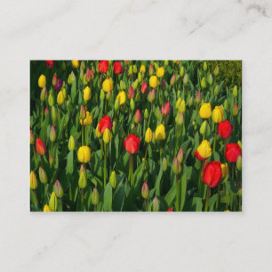 Carte De Visite Tulipes colorées