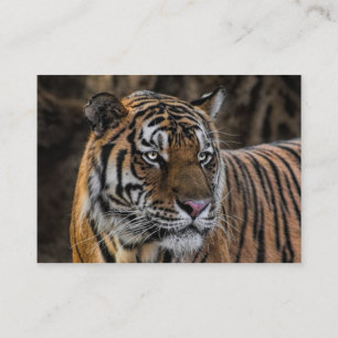 Carte De Visite Visage sauvage lisse de tigre magnifique