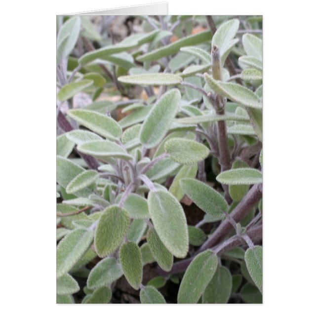 Carte de voeux (Devant)