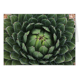 Carte de voeux agave Succulente