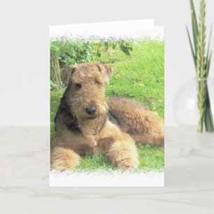 Carte de voeux Airedale Terrier
