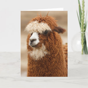 Carte de voeux Alpaca