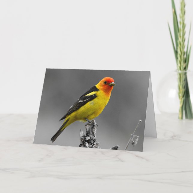 Carte de voeux américaine d'oiseau chanteur (Devant)