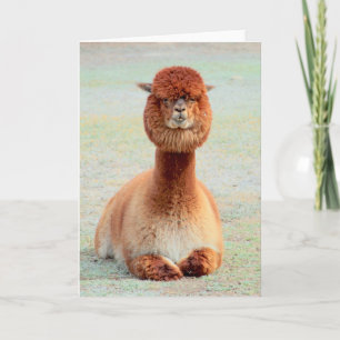 Carte de voeux amusante Alpaca