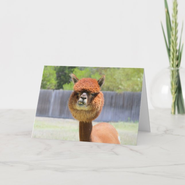 Carte de voeux amusante Alpaca (Devant)