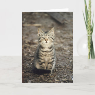 Carte de voeux animale de photo "de chaton de