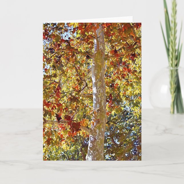 Carte de vœux artistique d'un sycomore en automne (Devant)