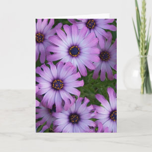 Carte de voeux Aster Flowers