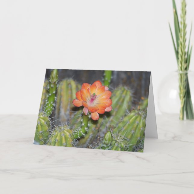 Carte de voeux avec la fleur orange de cactus (Devant)