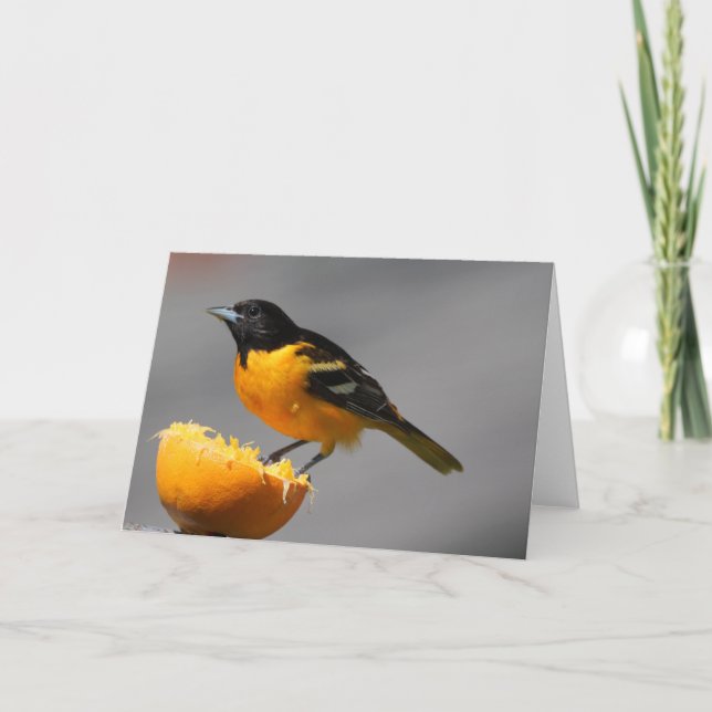 Carte de voeux Baltimore Oriole (Devant)