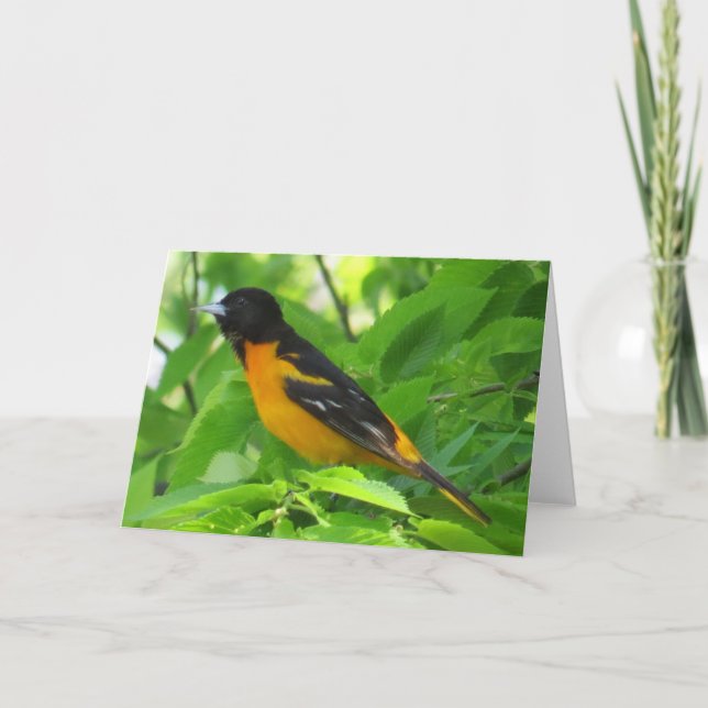 Carte de voeux Baltimore Oriole (Devant)