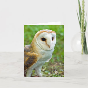 Carte de voeux Barn Owl