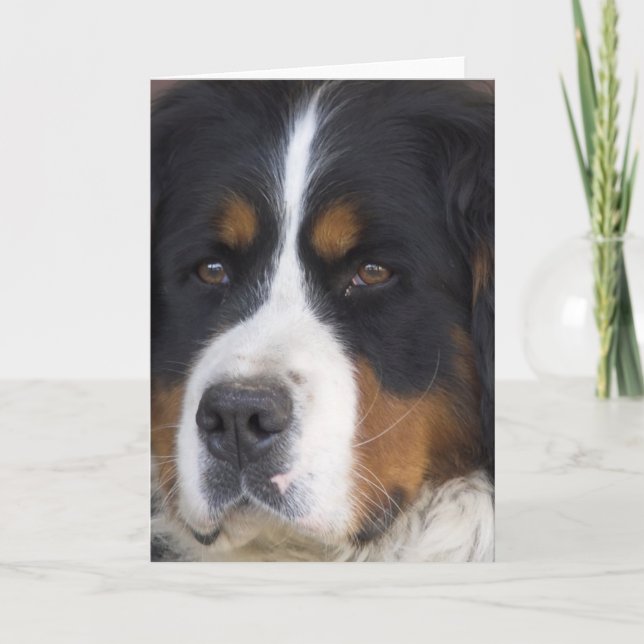 Carte de voeux Berner Sennenhund (Devant)