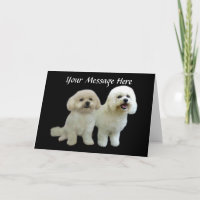 Carte de voeux Bichon Buddies