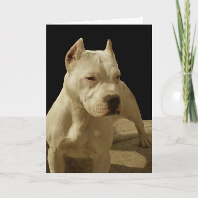 Carte de voeux blanche de pitbull (Devant)