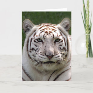 Carte de voeux blanche de tigre