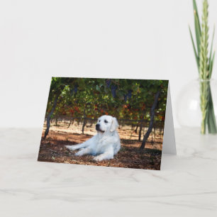 Carte de voeux blanche Golden Retriever