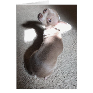 Carte de voeux Blank Chihuahua