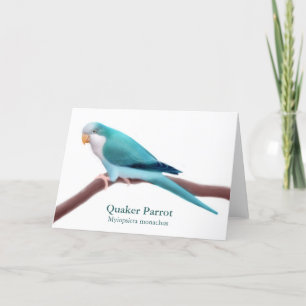 Carte de voeux Blue Quaker Parrot