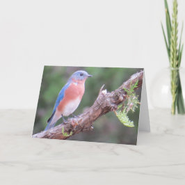 Carte de voeux Bluebird