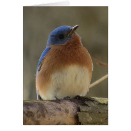 Carte de voeux Bluebird