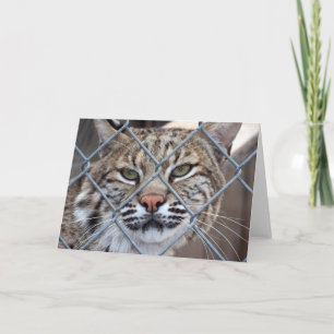 Carte de voeux Bobcat Lynx Wild Cat