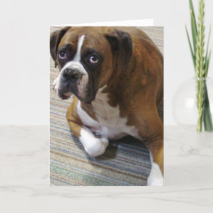 Carte de voeux Boxer Chien