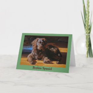 Carte de voeux Boykin Spaniel