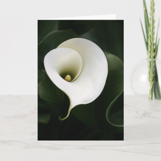 Carte de voeux Calla Lily (pas de frontière) (Devant)