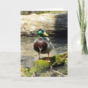Carte de vœux Canard colvert (Bois)