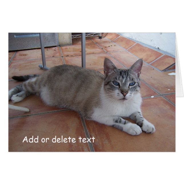 Carte de voeux Cat Photographie (Devant horizontal)