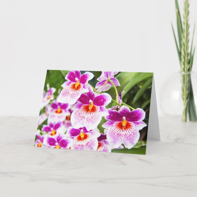 Carte de voeux Cattleya Fushia & White Orchids (Devant)