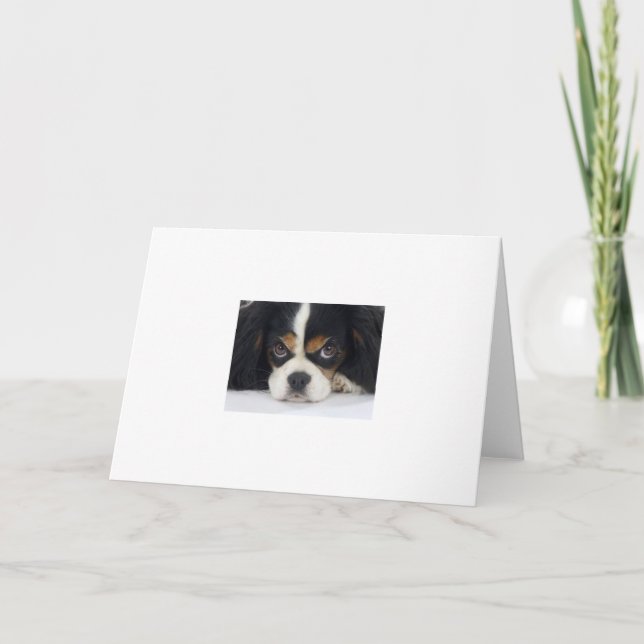 Carte de voeux Cavalier King Charles Spaniel (Devant)