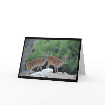 Carte de vœux Cerf-Carte de félicitations Cerfs