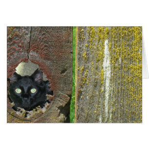 Carte de voeux - Chat Pékin à travers la clôture