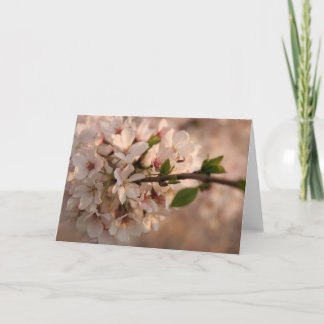 Carte de voeux Cherry Blossom