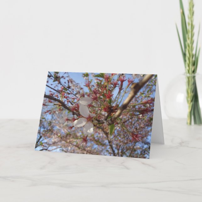 Carte de voeux Cherry Blossom Spring (Devant)