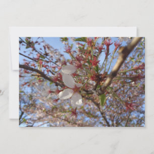 Carte de voeux Cherry Blossom Spring
