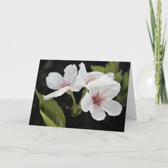 Carte de voeux Cherry Blossoms (Devant)