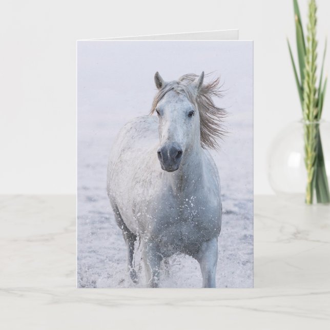 Carte de voeux Cheval - Cheval Blanc court au leve (Devant)
