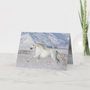 Carte de voeux Cheval Stallion Neige Blanche