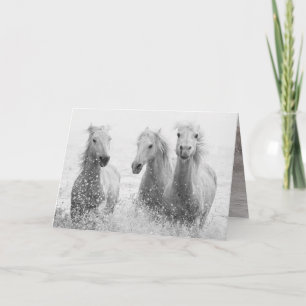 Carte de voeux Cheval - Trois Chevaux blancs éclab